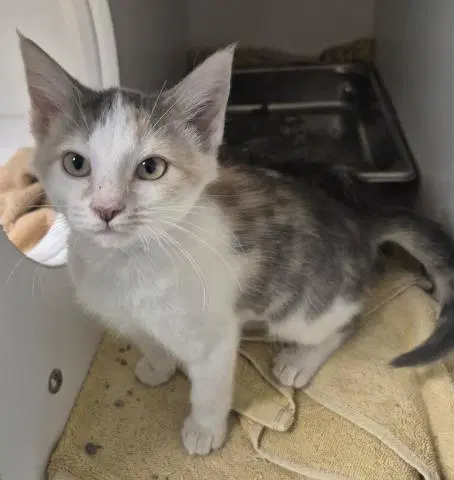 Two-Tone - Domestic Short Hair