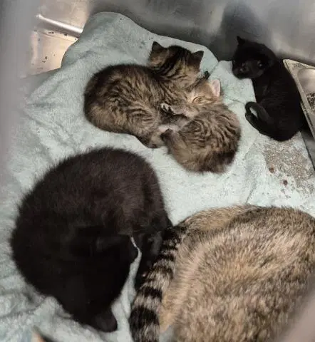 Trashbean - Domestic Short Hair