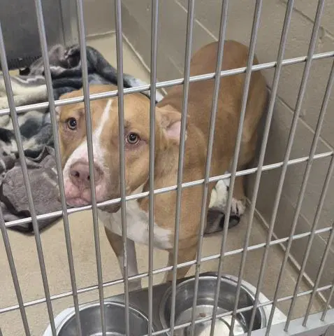 Ketchup - Pit Bull Terrier
