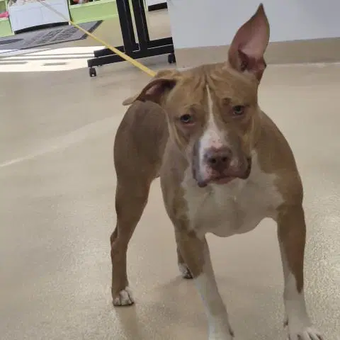 Ketchup - Pit Bull Terrier