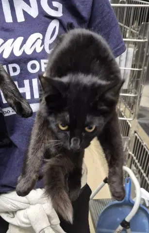 Mr Dinkles - Domestic Medium Hair