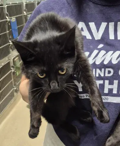 Smidge - Domestic Medium Hair