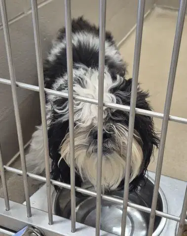 Pawstrami Pupwich - Shih Tzu