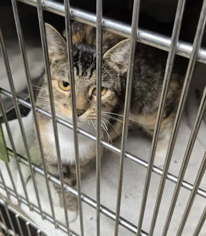Bridget - Domestic Short Hair