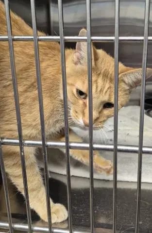 Captain Underpants - Domestic Short Hair