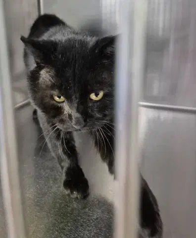 Alfa Romeo - Domestic Short Hair