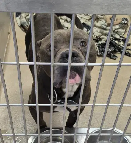 King Jack - Pit Bull Terrier