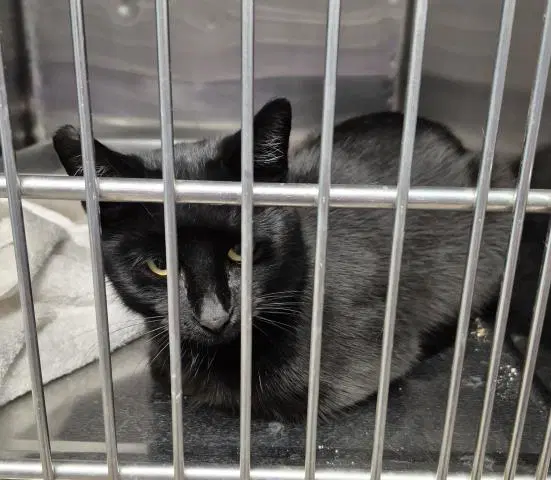 Dottie - Domestic Short Hair