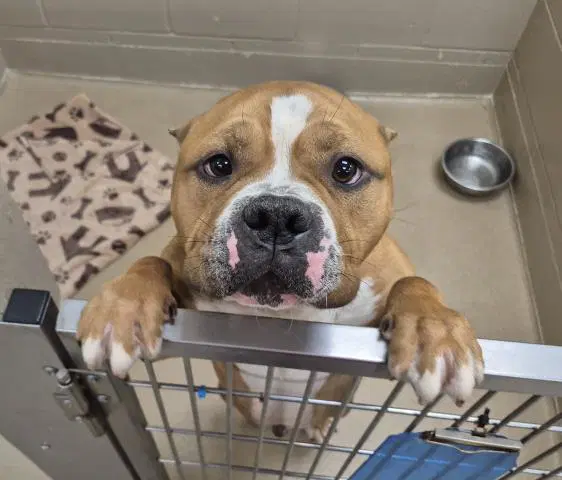 Dolan - American Pit Bull Terrier
