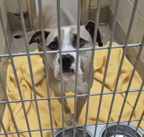 Sally - Pit Bull Terrier