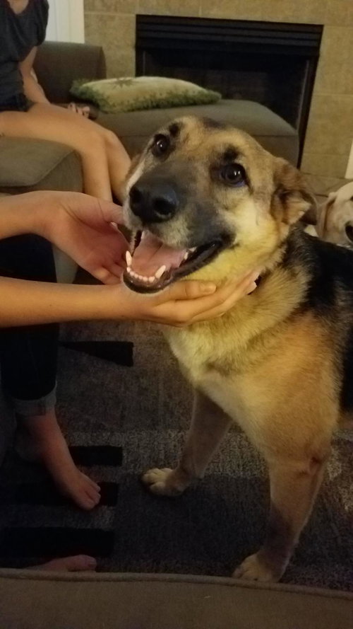 MADDIE - German Shepherd Dog available for adoption
