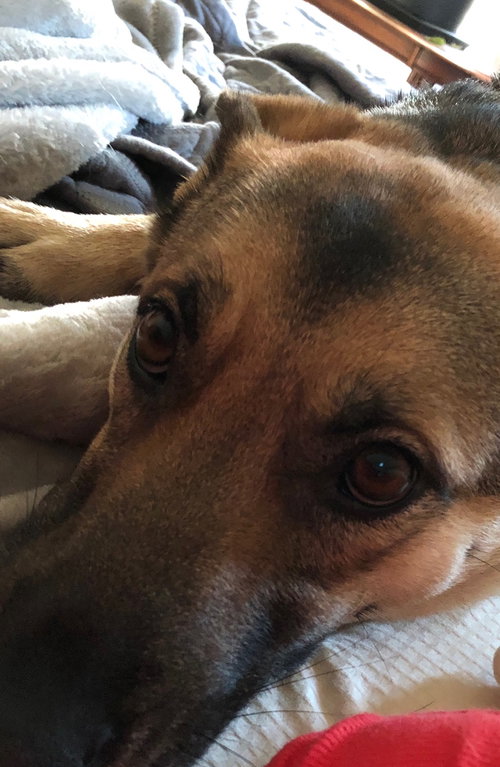 MADDIE - German Shepherd Dog available for adoption