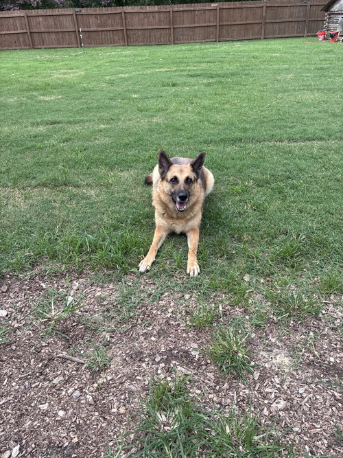 Sandy - COMING SOON!, a dog for adoption from Southeast German Shepherd Rescue