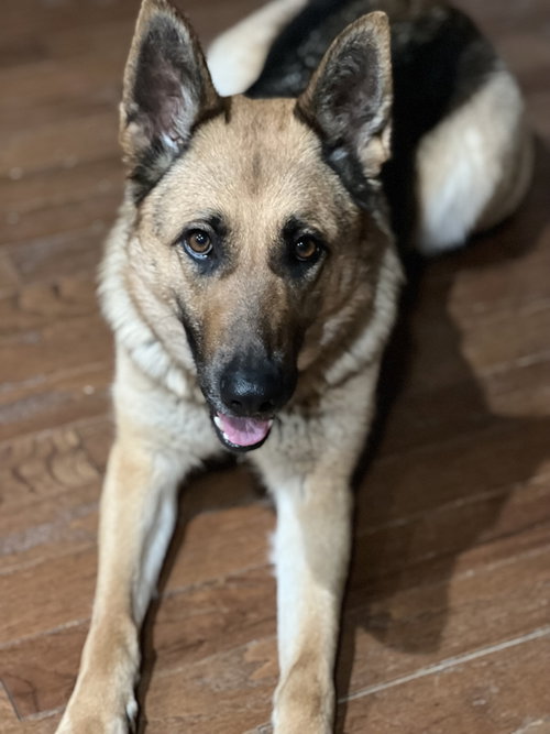 SANDY - German Shepherd Dog available for adoption