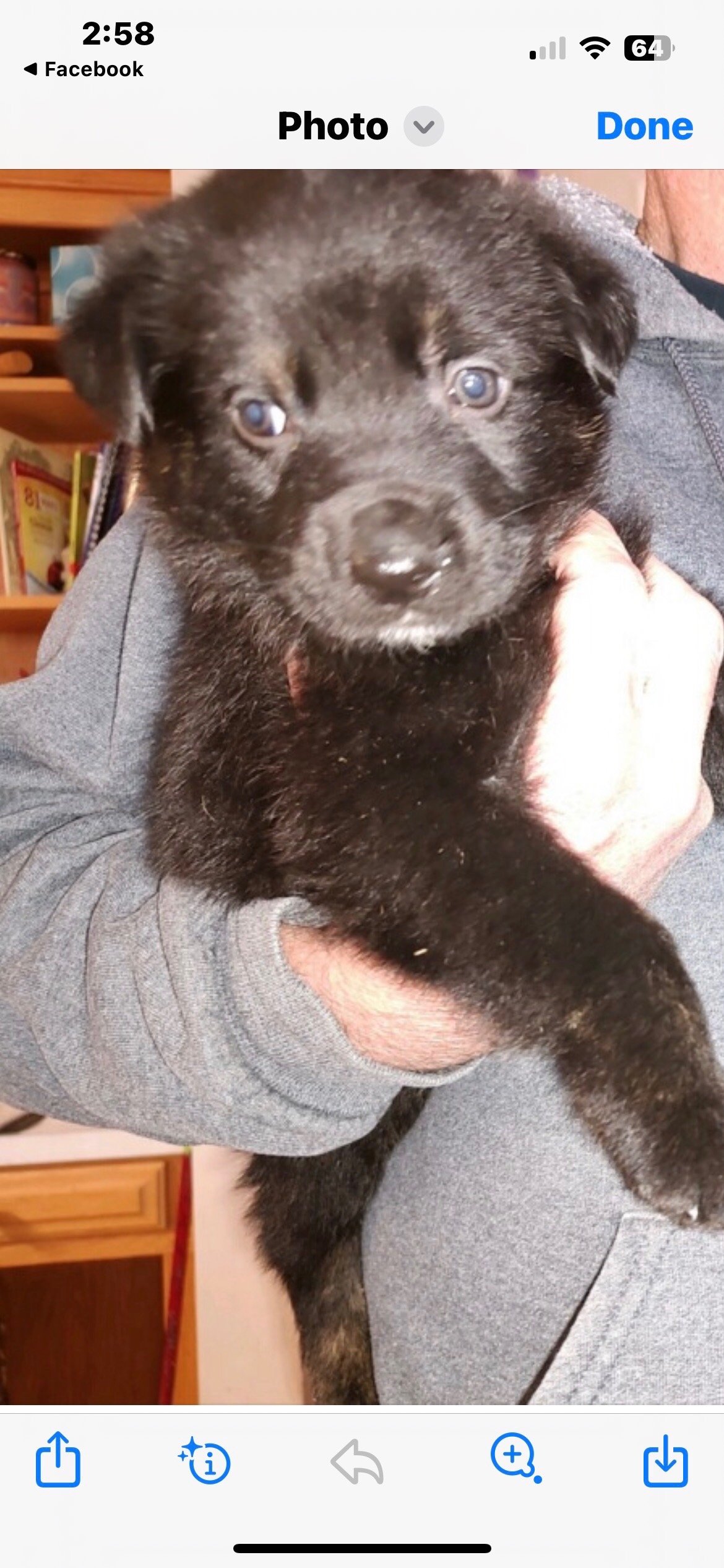 Dog for Adoption - Matti, a German Shepherd Dog in Winston Salem, NC ...