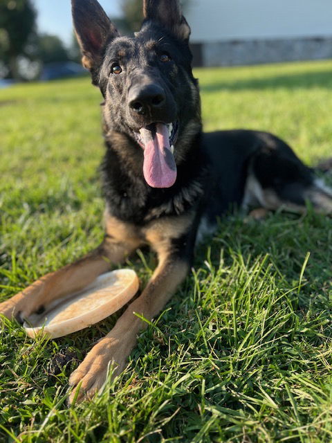 adoptable Dog in Mooresville, NC named Sammy