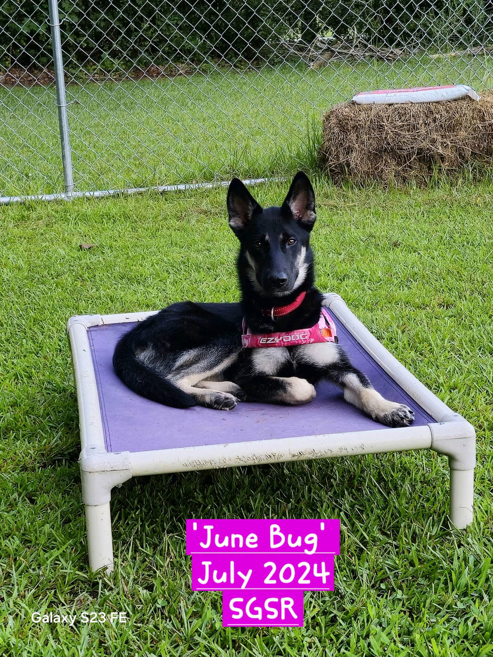 adoptable Dog in Mooresville, NC named June