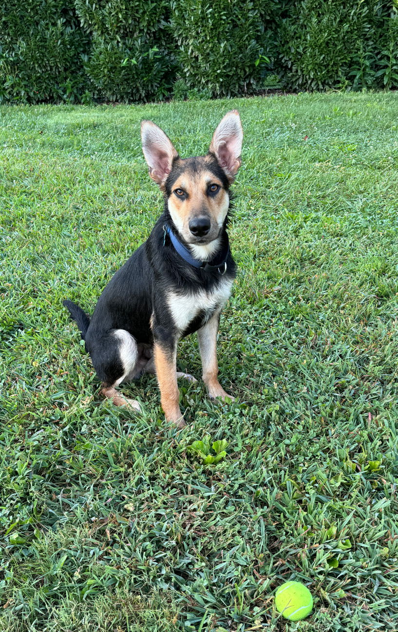 adoptable Dog in Mooresville, NC named Rover