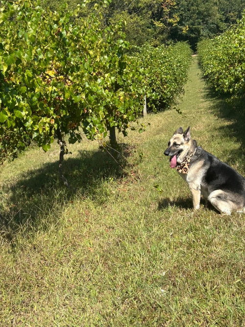 Maggie, photo 5