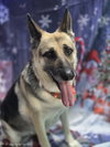 Maggie - Photo 6