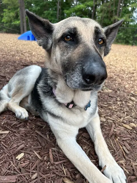 Maggie - German Shepherd Dog