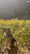Maggie - Photo 4