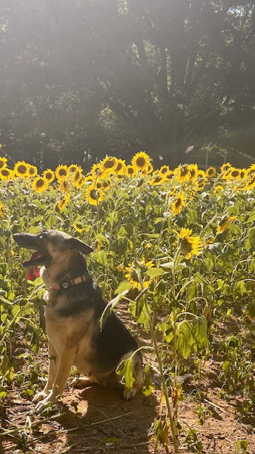 Maggie, photo 4