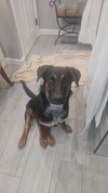 Chase - Photo 4