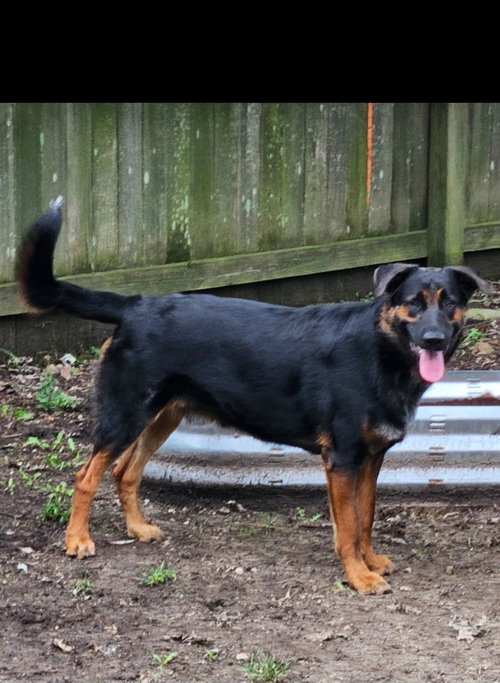 CHASE - German Shepherd Dog available for adoption