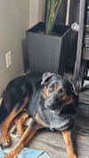 Chase - Photo 2