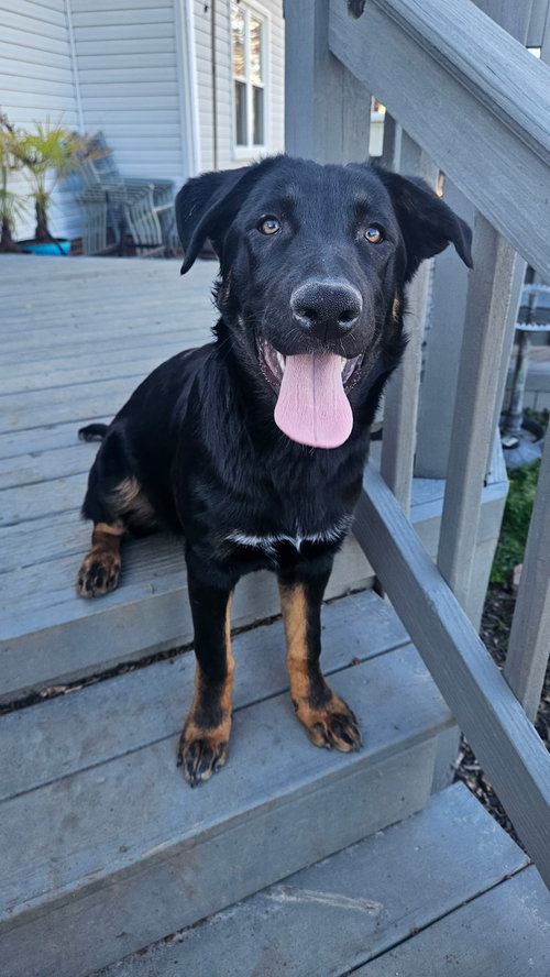 RILEY - German Shepherd Dog available for adoption