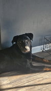 Riley - Photo 3