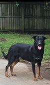 Riley - Photo 1