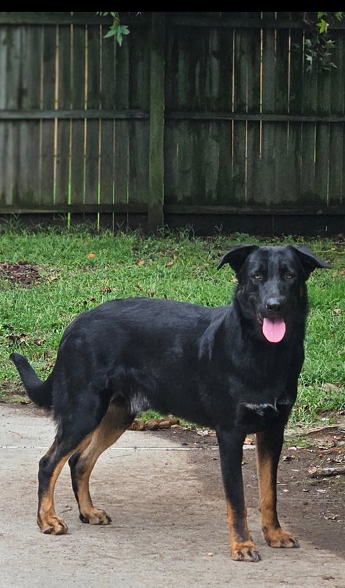 RILEY - German Shepherd Dog available for adoption