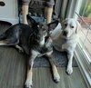Lily - Photo 4