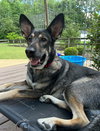 Lily - Photo 5