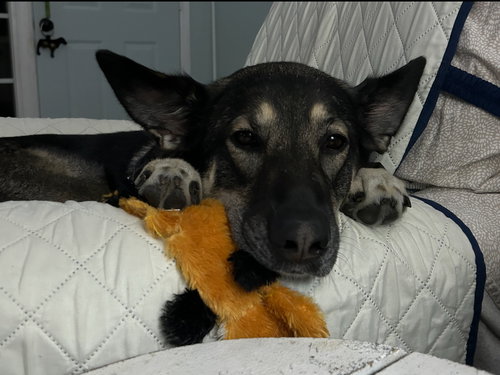 LILY - German Shepherd Dog available for adoption