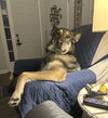 Lily - Photo 2