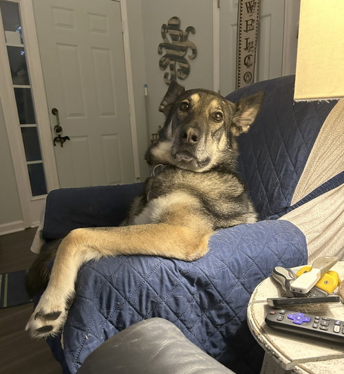LILY - German Shepherd Dog available for adoption