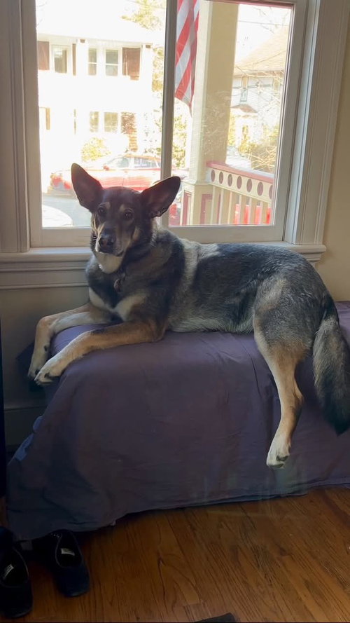Photo 2 of Lily