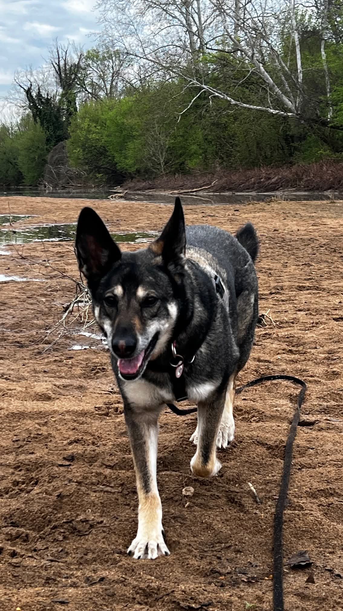 Lily - German Shepherd Dog