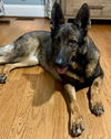 adoptable Dog in  named Piper