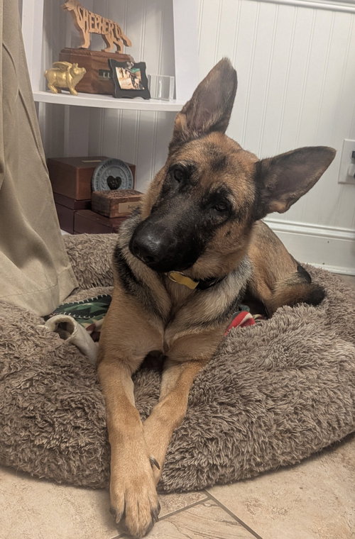 MATILDA (ADOPTION PENDING)