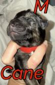 Cane