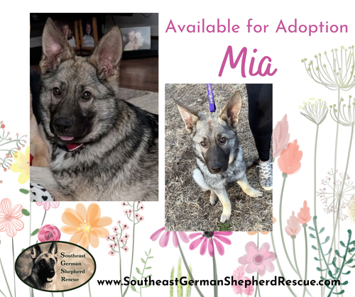 Mia, an adoptable German Shepherd Dog in New Hill, NC