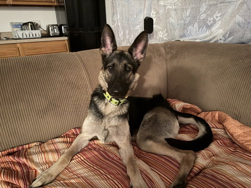 Lexi, an adoptable Unknown breed in New Hill, NC