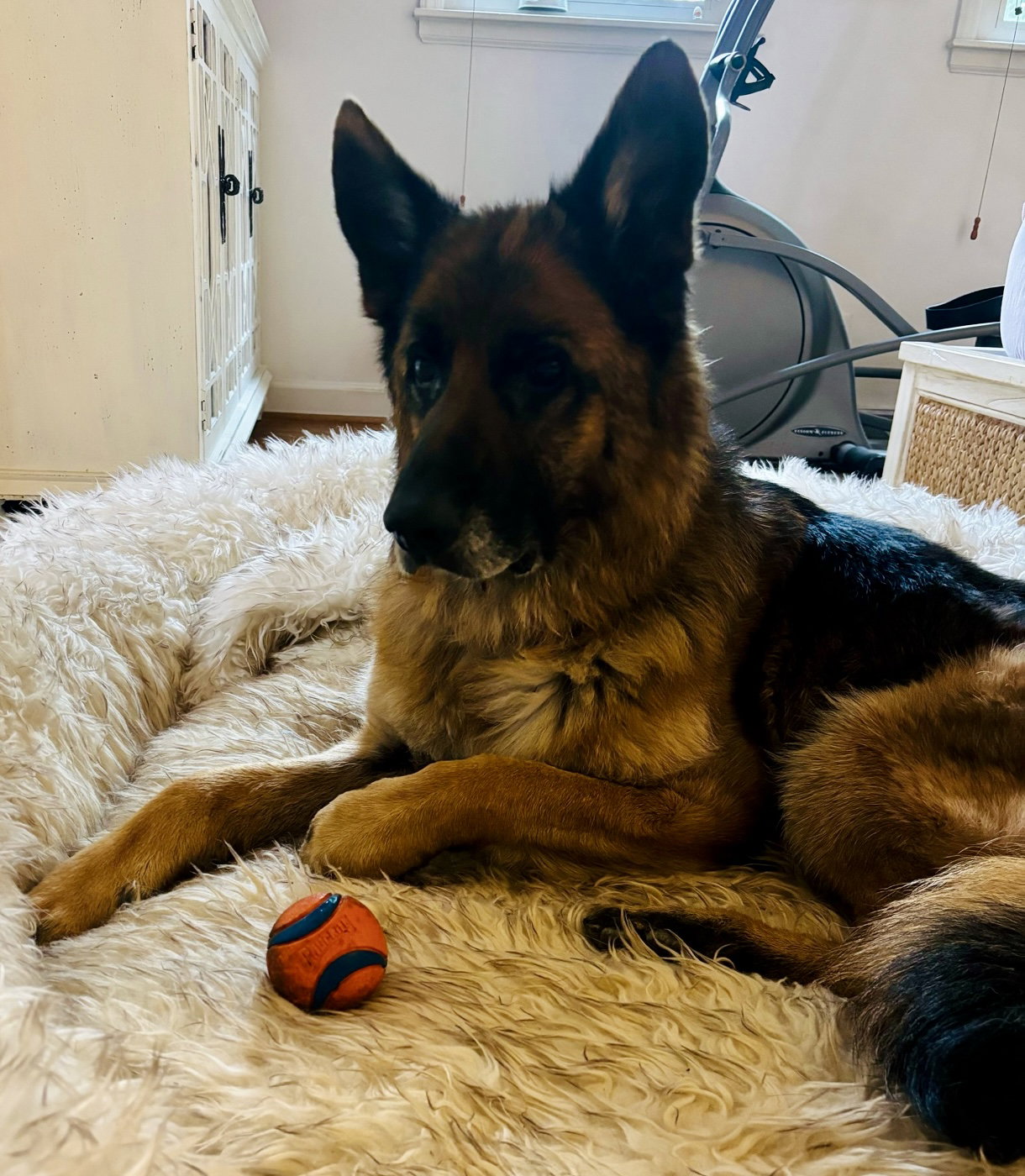 Koda