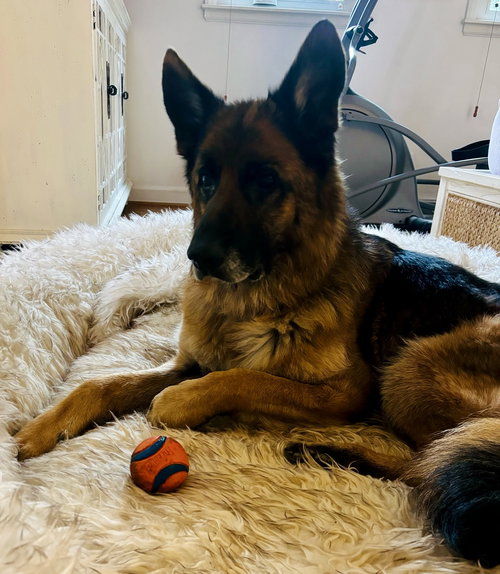 Koda, an adoptable German Shepherd Dog in New Hill, NC