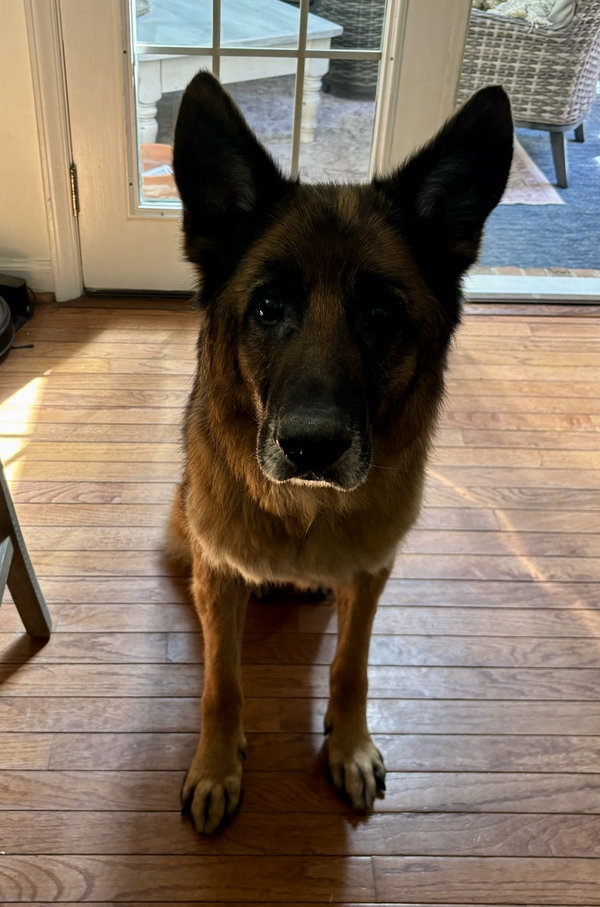 Koda