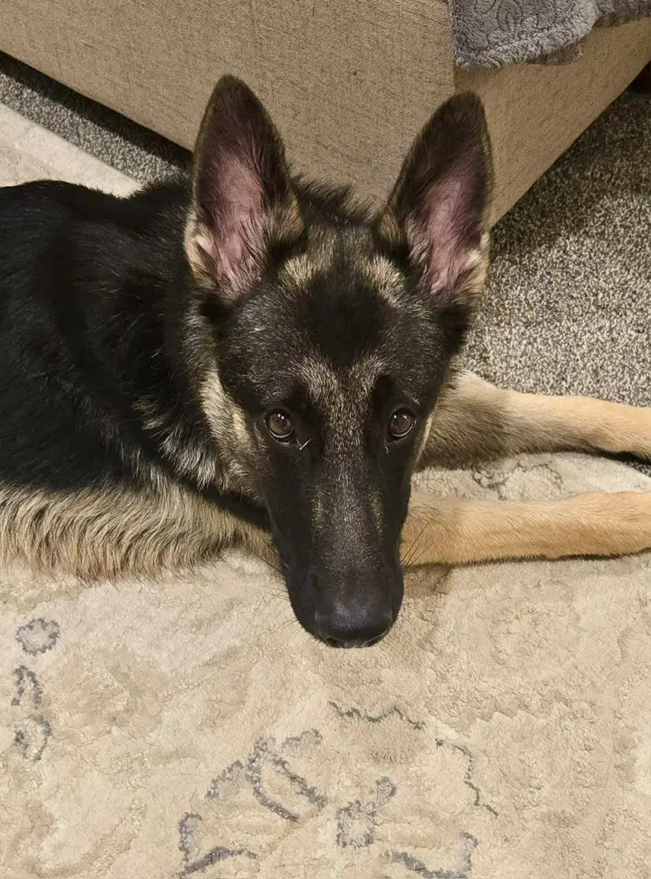 Lola - German Shepherd Dog